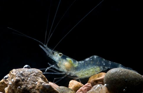 Ghost Shrimp - FreshWaterAquatica.com