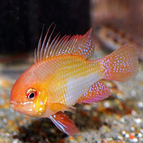 Golden Ram - FreshWaterAquatica.com