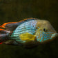 Green Terror Cichlid - FreshWaterAquatica.com