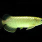 Green Arowana
