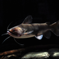 Gulper catfish  3 inches
