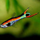 snake skin Guppy - FreshWaterAquatica.com