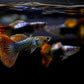 snake skin Guppy - FreshWaterAquatica.com