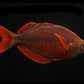 Red Rainbow - FreshWaterAquatica.com