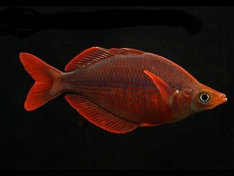 Red Rainbow - FreshWaterAquatica.com