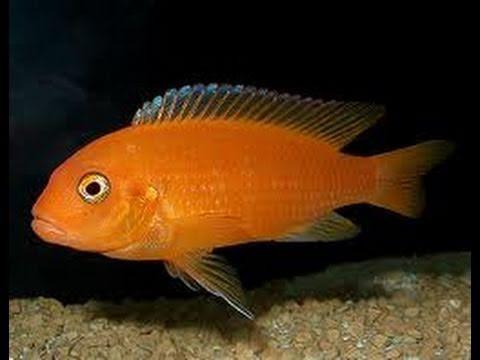 Red Zebra Cichlid - FreshWaterAquatica.com