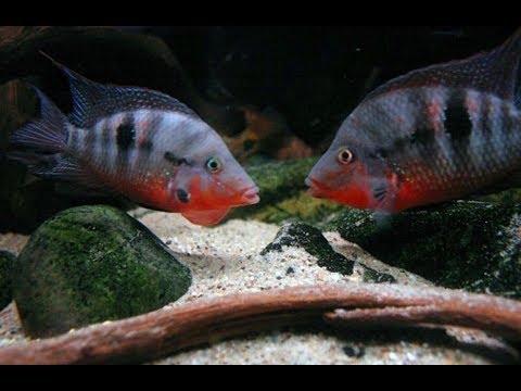 Firemouth cichlid - FreshWaterAquatica.com