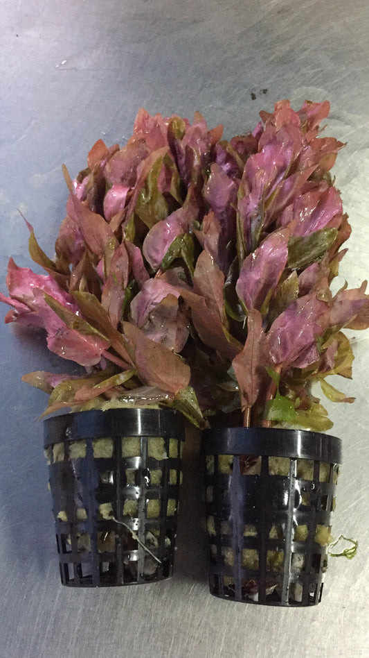 Rotala macranda