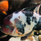 Vieja Marble 8 inches