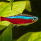 Cardinal tetra - FreshWaterAquatica.com