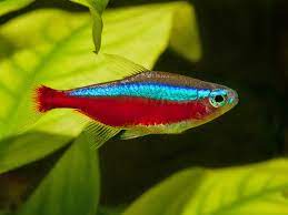 Cardinal tetra - FreshWaterAquatica.com