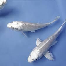 Milky White Koi Fish - FreshWaterAquatica.com