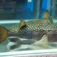 Chelonodontops bengalensis 'God Spotted Puffer' 3’’