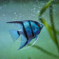 Blue  Angel fish - FreshWaterAquatica.com