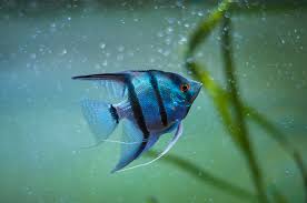 Blue  Angel fish - FreshWaterAquatica.com