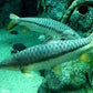 Tor putitora 'Golden Mahseer