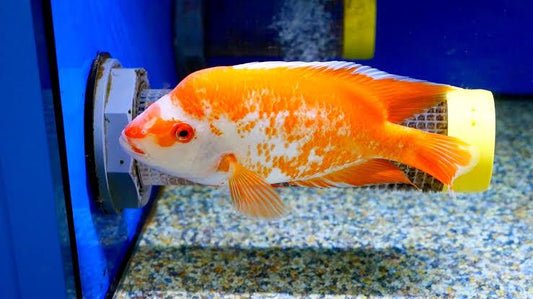 Midas cichlid - FreshWaterAquatica.com