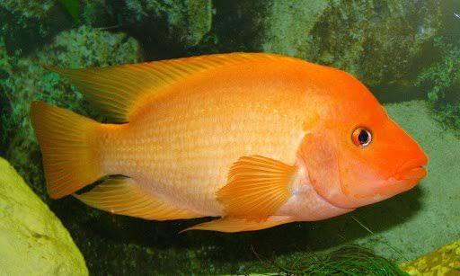 Red Devil cichlid - FreshWaterAquatica.com