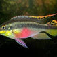 Kribensis Cichlid L size ( 2.2 inches)