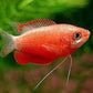 Red Honey  Gourami - FreshWaterAquatica.com