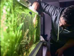 AQUARIUM CLEANING SERVICES for Planted tank - FreshWaterAquatica.com