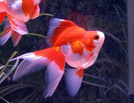 Ryukin Gold Fish - FreshWaterAquatica.com