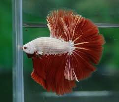 Betta OHM - FreshWaterAquatica.com