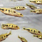 Peacock Bass - FreshWaterAquatica.com