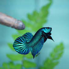 Betta allien - FreshWaterAquatica.com