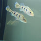 Peacock Bass - FreshWaterAquatica.com