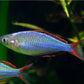 Drawf Neon Rainbow 1.2 inch - FreshWaterAquatica.com