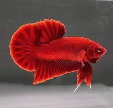 HMPK Betta - FreshWaterAquatica.com