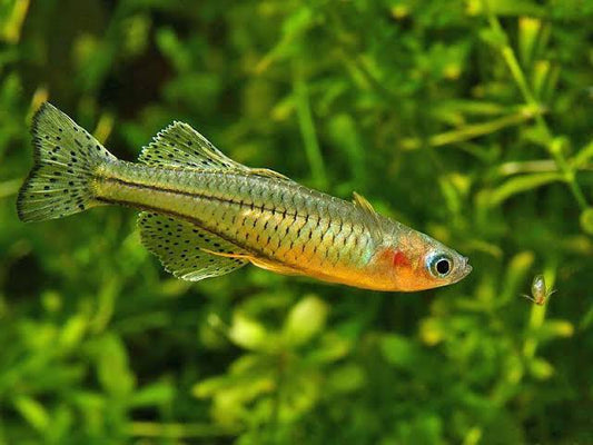 Gertrude Rainbowfish - FreshWaterAquatica.com