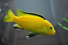 Electric Yellow lab Banana Cichlid - FreshWaterAquatica.com