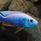 Ice berg Cichlid - FreshWaterAquatica.com