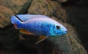 Ice berg Cichlid - FreshWaterAquatica.com