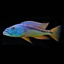 Aristochromis christyi - FreshWaterAquatica.com