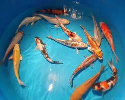 Regular  koi CARP mixed colors - FreshWaterAquatica.com