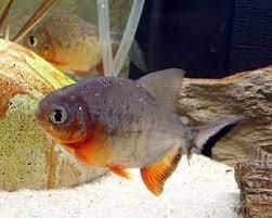 piranha - FreshWaterAquatica.com