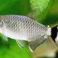 Red Eye Tetra