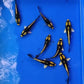 Kabuto koi Fish - FreshWaterAquatica.com