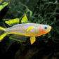 Forktailed rainbow - FreshWaterAquatica.com