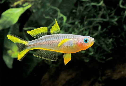 Forktailed rainbow - FreshWaterAquatica.com