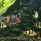 Ruby Barb - FreshWaterAquatica.com