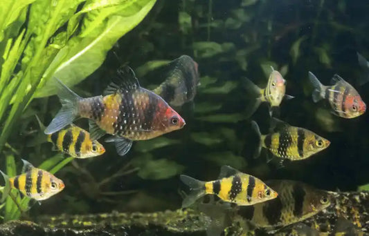 Ruby Barb - FreshWaterAquatica.com