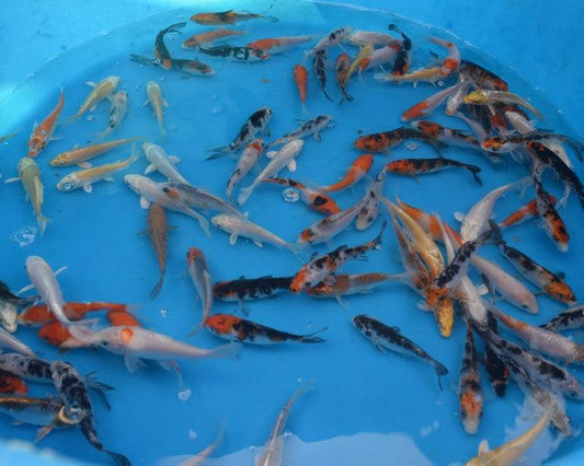 KOI CARP MIX COLORS - FreshWaterAquatica.com