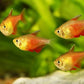 Flame Tetra (Von Rio Tetra) Fish - FreshWaterAquatica.com