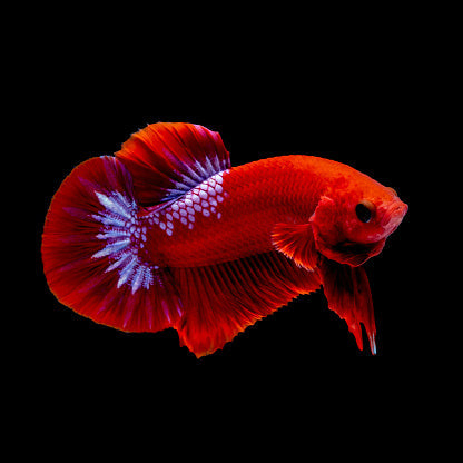 Betta OHM Plakard - FreshWaterAquatica.com