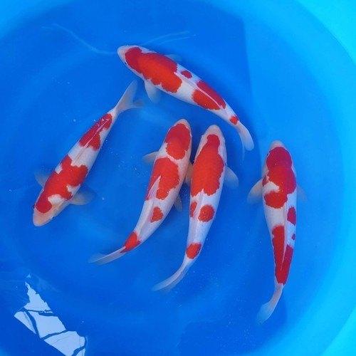 Japanese KOI CARP - FreshWaterAquatica.com