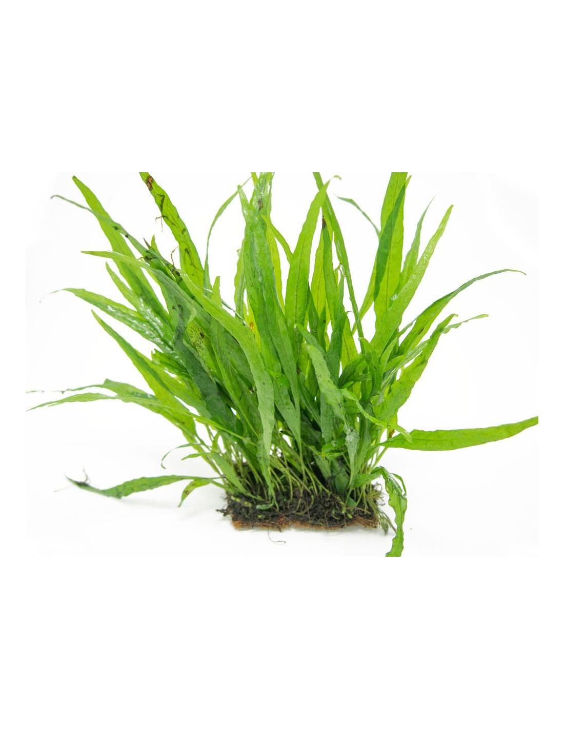 Java Fern Identification JAVA FERN | FRESHWATERAQUATICA